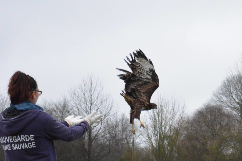 relacher oiseaux