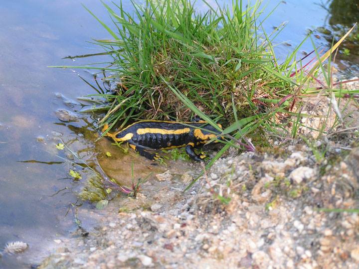 salamandre