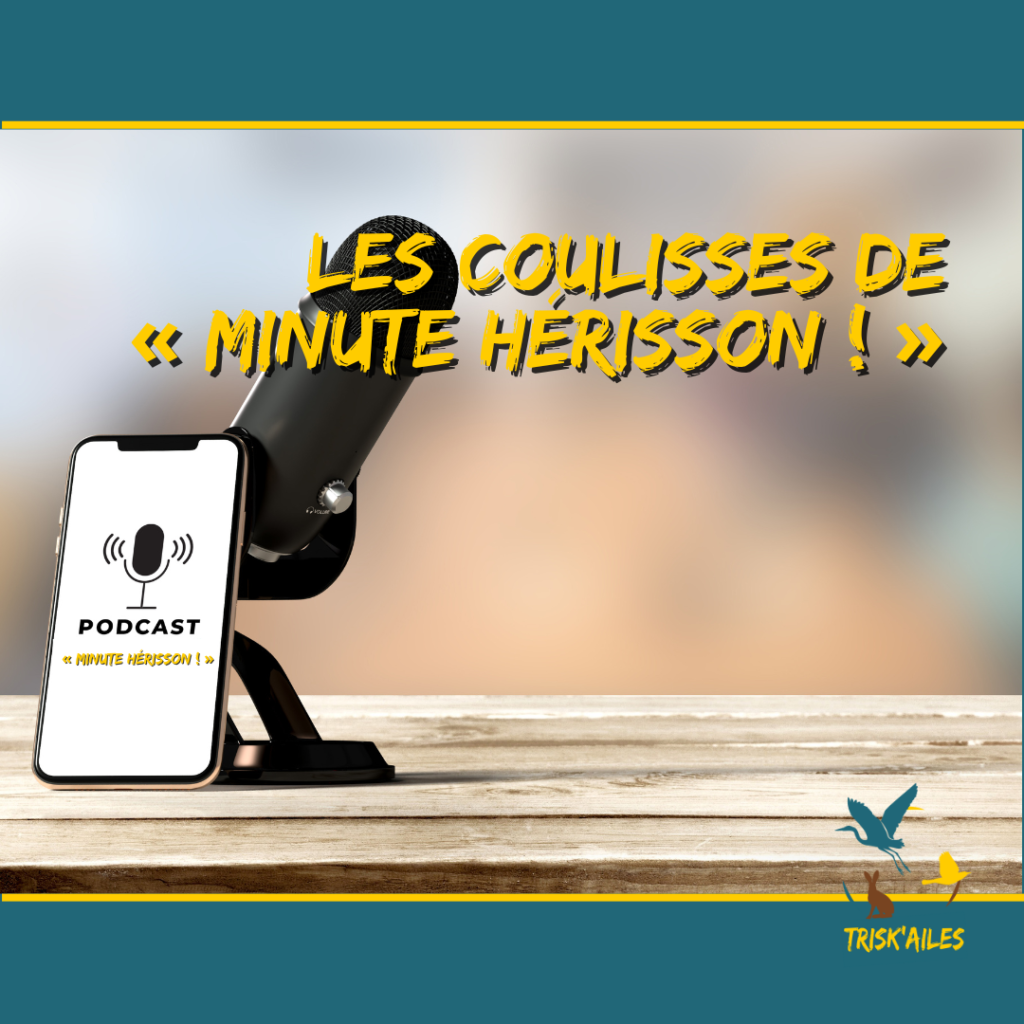 Les coulisses du podcast « Minutes Hérisson ! » de Trisk'ailes