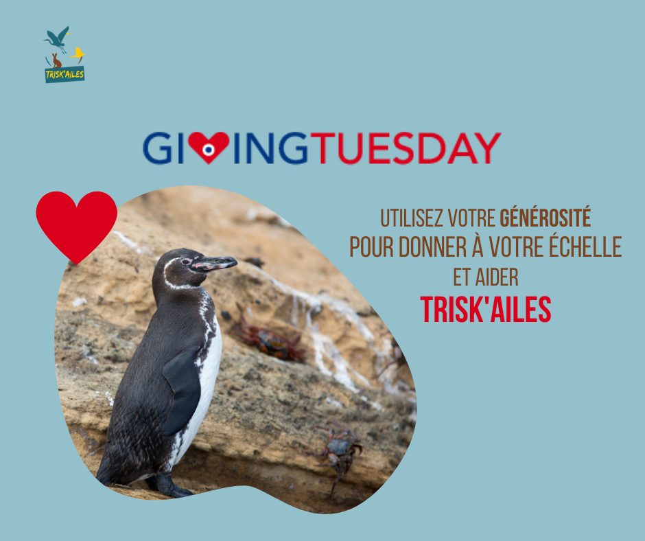 Giving Tuesday : utilisez votre générosité pour soutenir la cause animale défendue par Trisk'ailes