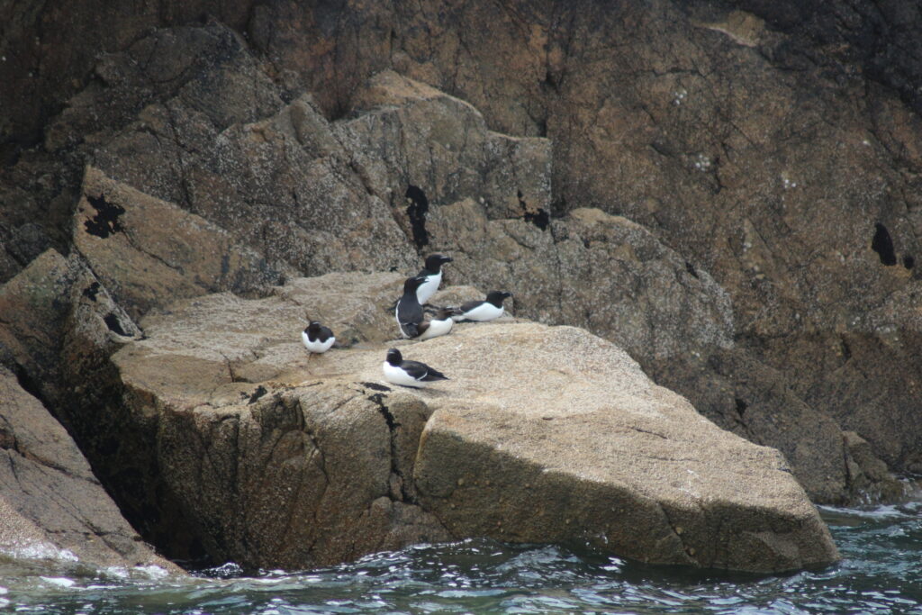 Pingouin torda un alcidé de Bretagne