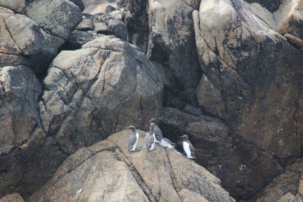 Les alcidés de Bretagne : guillemot de Troïl