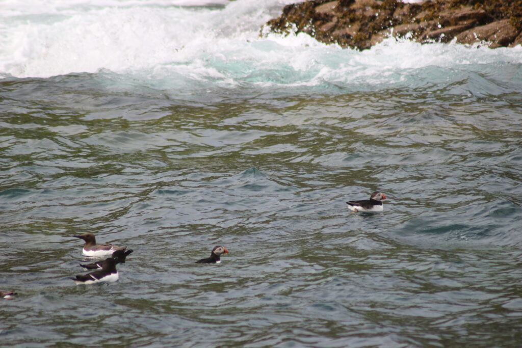 Macareux moine, guillemots de troîl et pingouin torda, alcidés de Bretagne