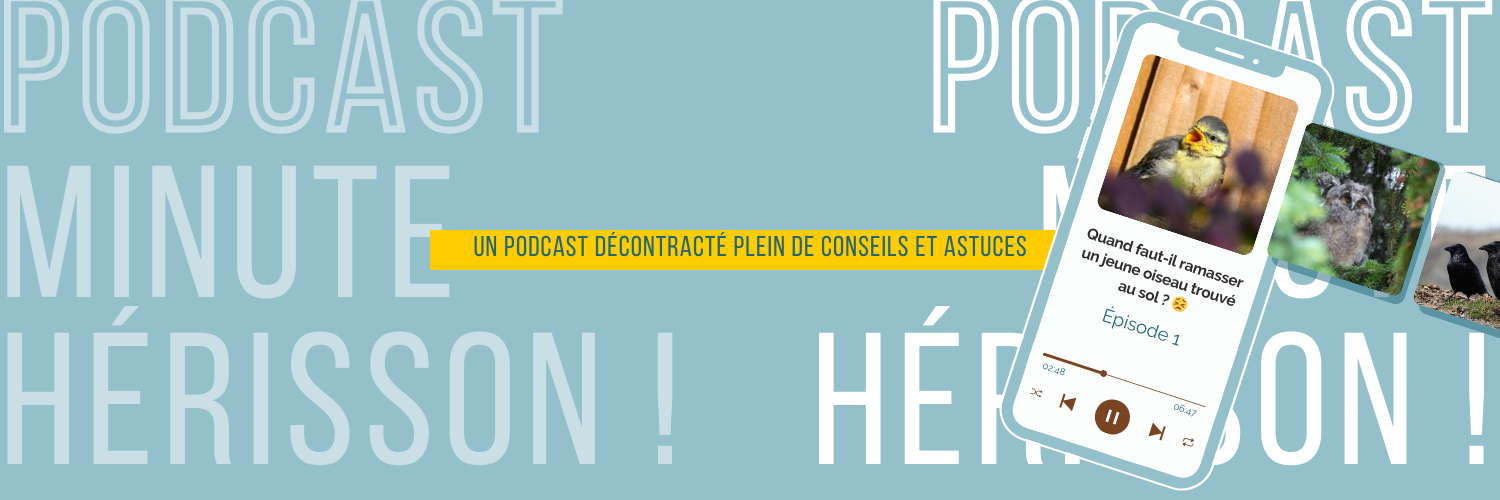 Ecoutez « Minute Hérisson ! » le podcast décontracté sur les animaux sauvages de Trisk'ailes