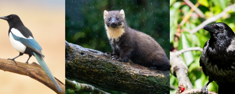 ESOD représentés par les artistes animaliers engagés dans le calendrier animalier 2025 de Trisk'ailes (1)