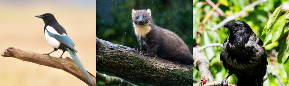 ESOD représentés par les artistes animaliers engagés dans le calendrier animalier 2025 de Trisk'ailes (1)