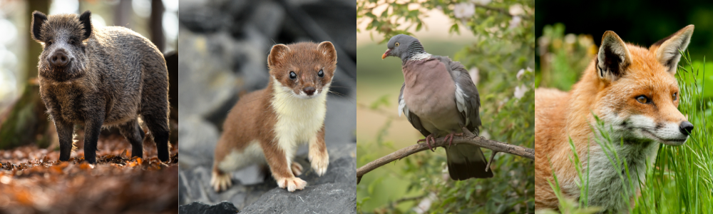 ESOD représentés par les artistes animaliers engagés dans le calendrier animalier 2025 de Trisk'ailes (1)