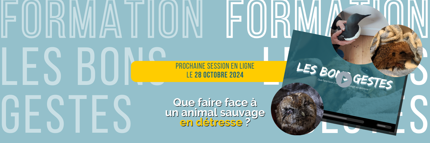 Inscription à la formation en ligne « Les Bons gestes : que faire face à un animal sauvage en détresse ? » de Trisk'ailes