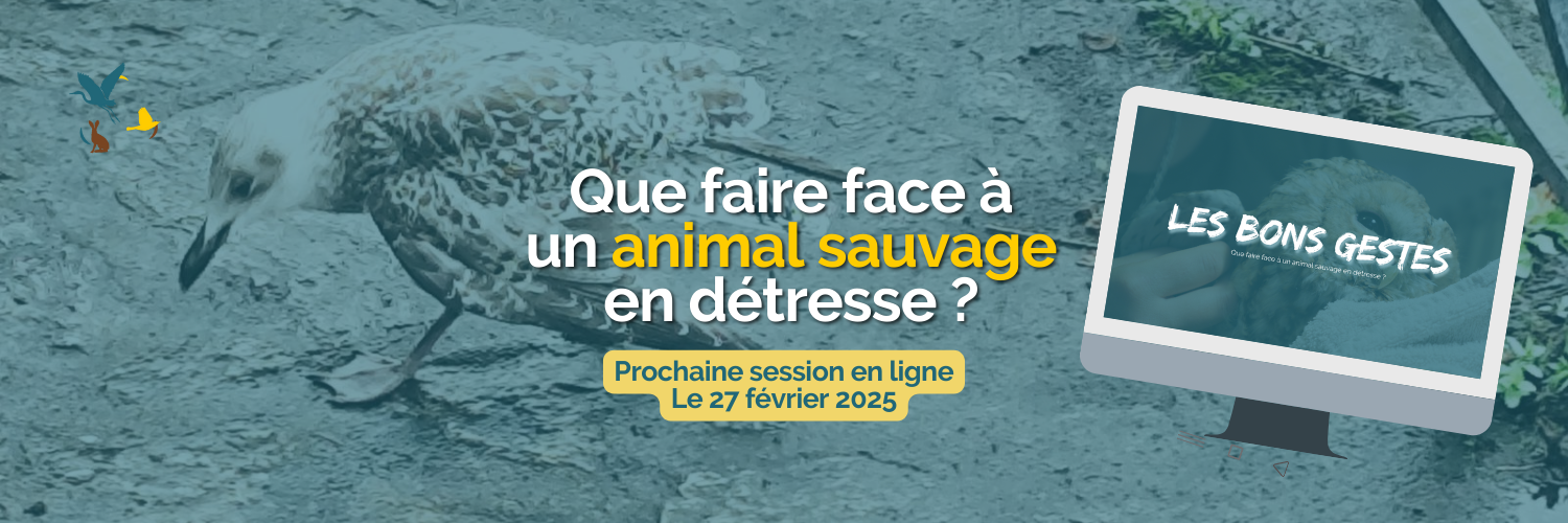 Formation Les Bons gestes : que faire face à un animal sauvage en détresse avec Trisk'ailes