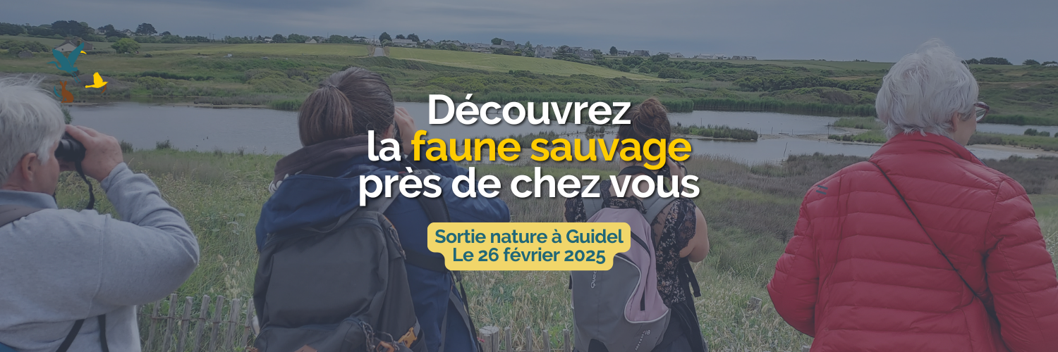 Découvrez la faune sauvage près de chez vous à Guidel avec l'association trisk'ailes lors d'une sortie nature