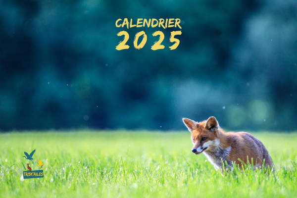 Couverture calendrier animalier 2025 de Trisk'ailes